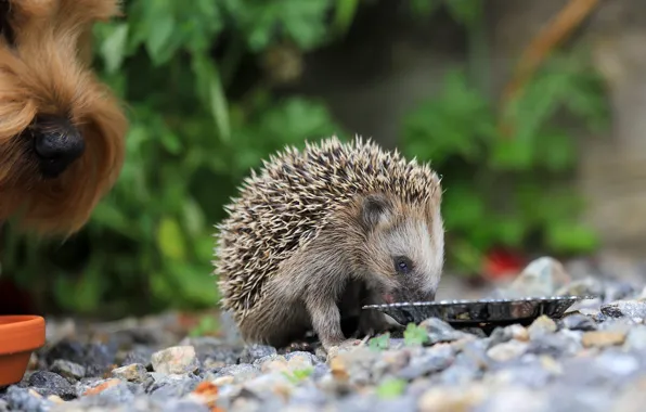 Face, nature, pose, dog, plate, hedgehog, face, food