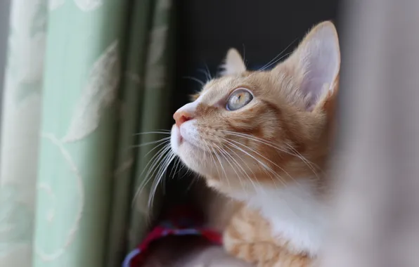 Cat, cat, look, window, red, curtains, face, bokeh