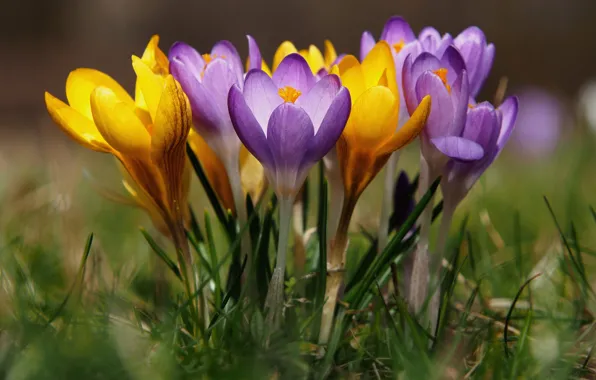 Spring, crocuses, bokeh, saffron