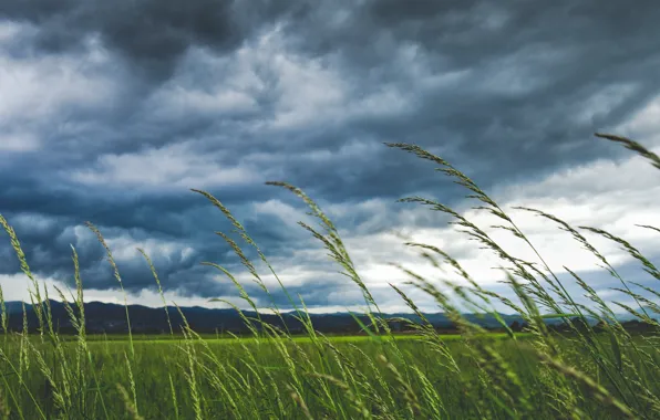 Picture field, the sky, grass, macro, clouds