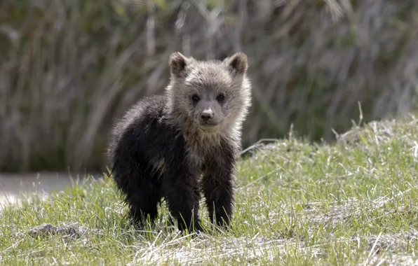 Picture summer, nature, bear