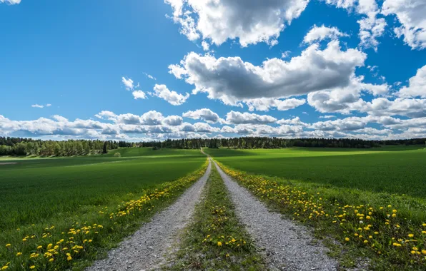 Road, greens, field, forest, the sky, grass, clouds, trees