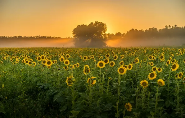 Field, sunflowers, flowers, fog, tree, dawn
