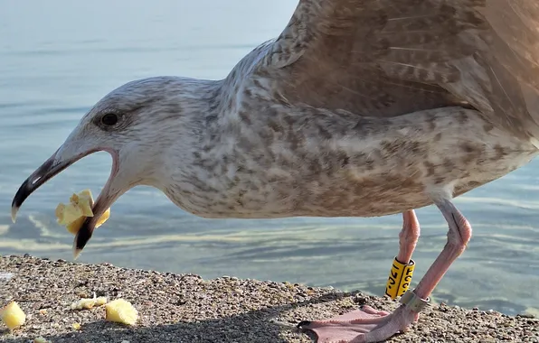 Rybitwa, food, Bird