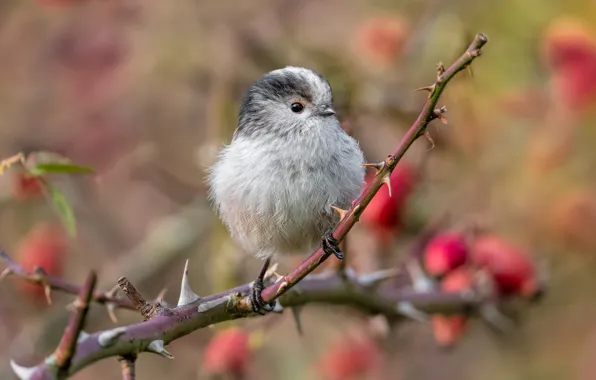 Picture trees, branches, bird, bird