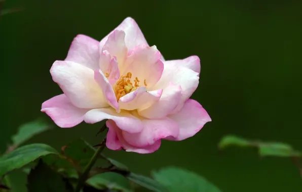Picture summer, flowers, roses, flowering