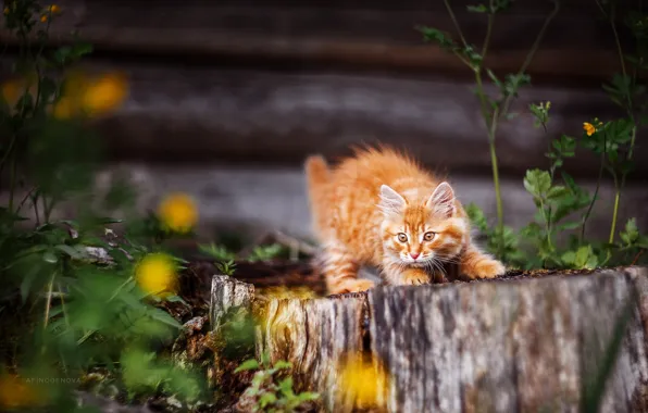 In the village, on the stump, ginger kitten