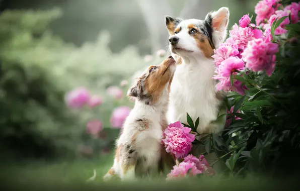 Picture dogs, flowers, puppy, bokeh, peonies