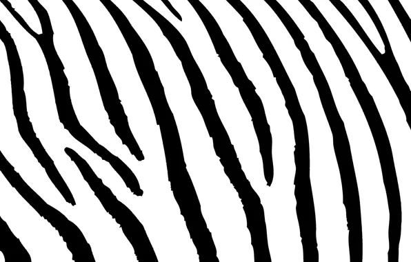 Texture, Zebra, zebra skin, zebra pattern, the skin pattern, zebra texture