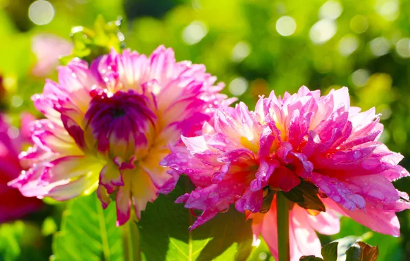 Drops, light, flowers, garden, pink, Duo, bokeh, dahlias