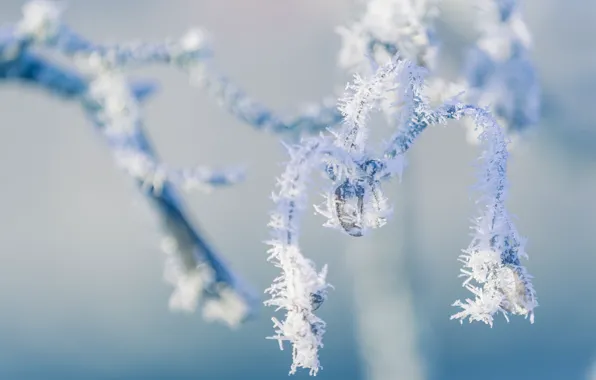 Winter, frost, macro, branches, nature, frost