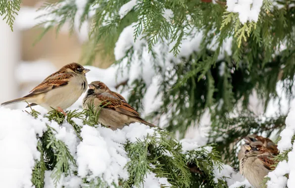 Winter, snow, birds, branches, tree, winter, snow, birds