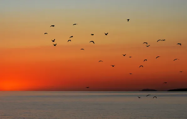 Flight, sunset, seagulls, horizon, orange sky, over the sea