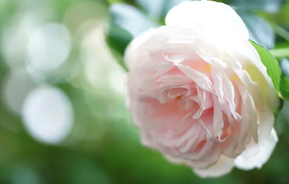 Flowers, roses, petals