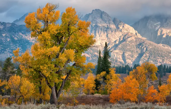 Autumn, trees, mountains, USA, Wyoming, national Park Grand Teton