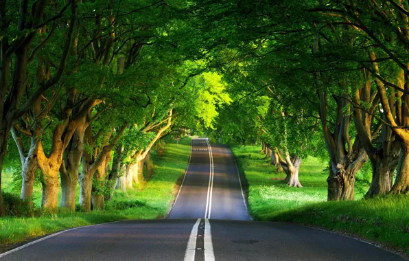 Road, forest, summer
