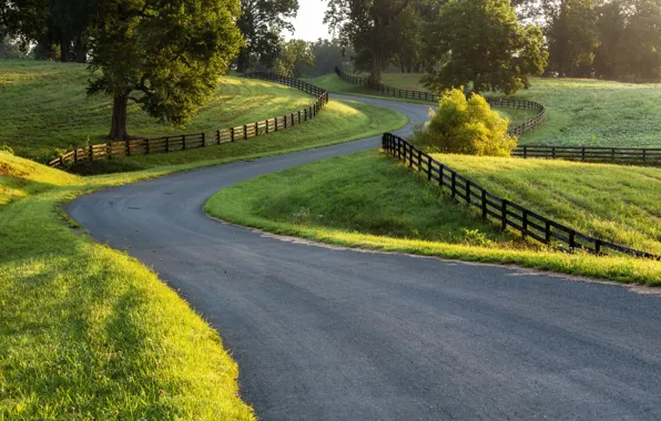 Road, greens, grass, trees, the fence, areas
