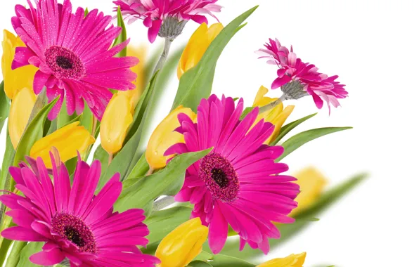 Drops, Pink, tulips, pink, gerbera, tulips, Gerberas