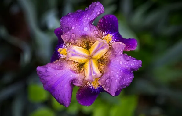 Flower, drops, petals, iris