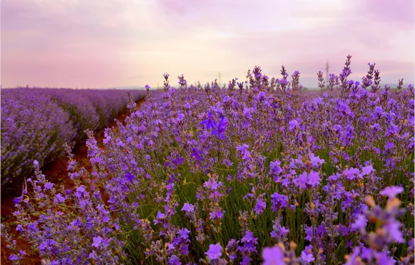 Lavender, Lavender, Field, Lavender field