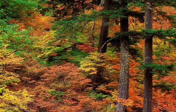 Autumn, forest, trees, paint, the bushes, brightness