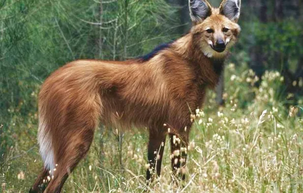 Fox, animal, wildlife, Maned wolf, south america.