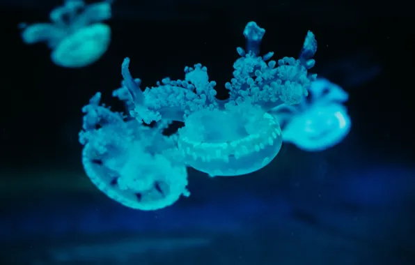 Blue, jellyfish, under water
