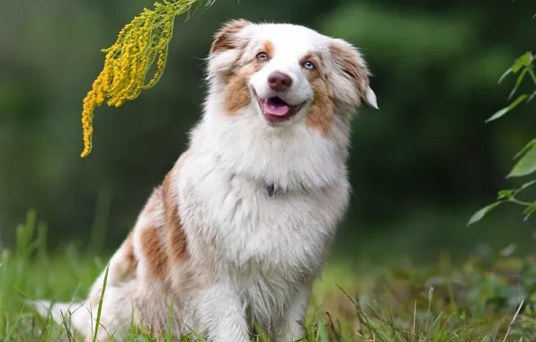 Smile, dog, Miniature Australian shepherd