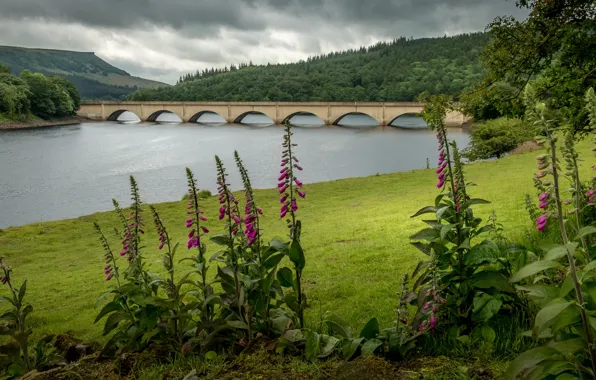 Greens, forest, summer, grass, flowers, bridge, shore, arch
