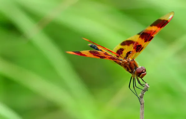 Nature, wings, dragonfly, insect