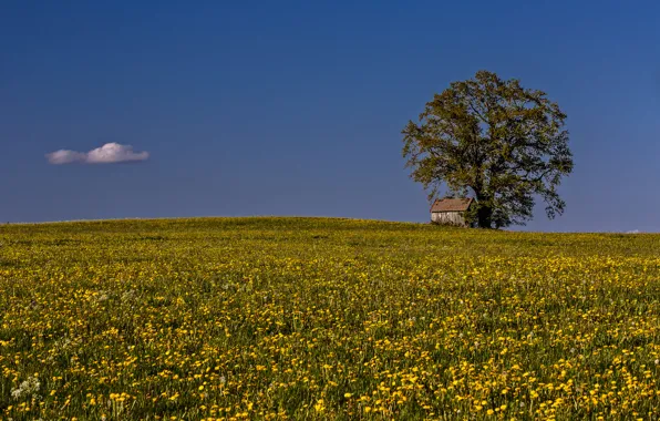 Picture field, the sky, flowers, house, tree