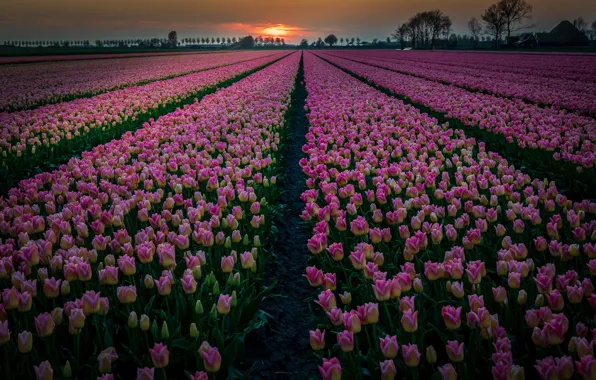 Field, sunset, flowers, tulips, Netherlands, plantation