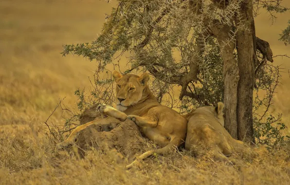Africa, lioness, pride