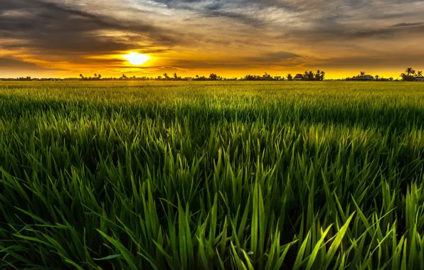 Picture greens, field, the sky, the sun, clouds, landscape, nature, green