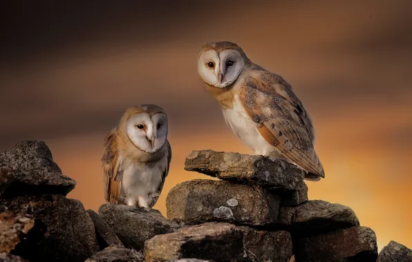 The sky, sunset, birds, stones, owl, owls, the barn owl, two birds
