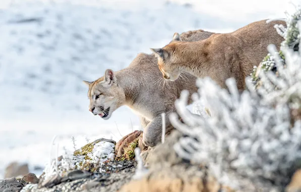 Winter, frost, pair, walk, Puma