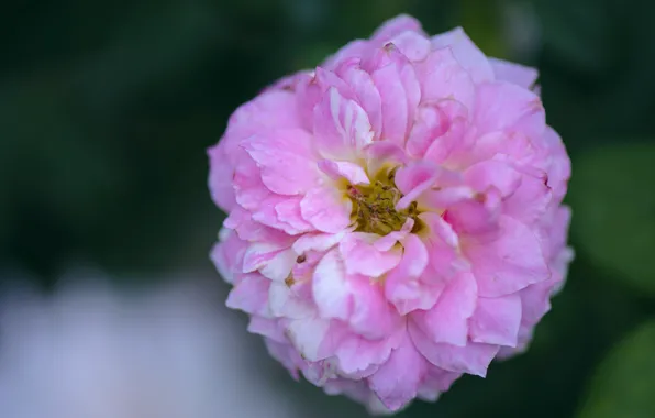 Leaves, rose, petals, Bud, rose, flowering, leaves, petals