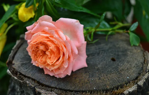 Picture Flower, Pink rose, Pink rose