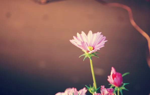 Picture pink, plant, petals