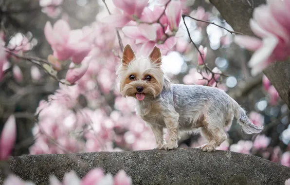 Language, look, flowers, branches, tree, haircut, dog, spring