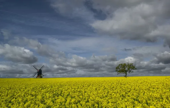 Field, flowers, tree, England, rape, windmill, Stevington, Bedfordshire