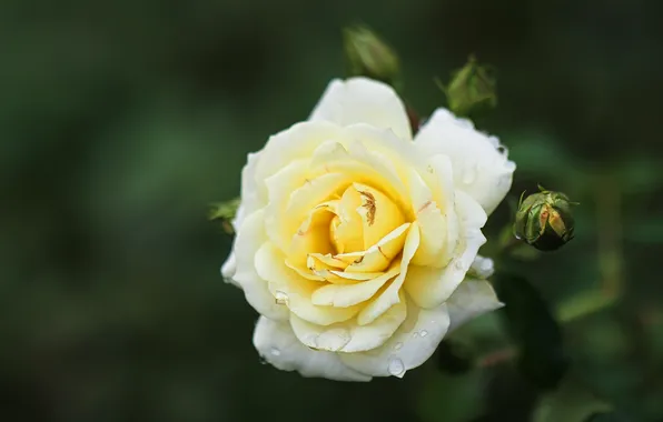 Flower, drops, macro, the dark background, rose, white, yellow