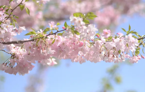 Branches, cherry, flowering