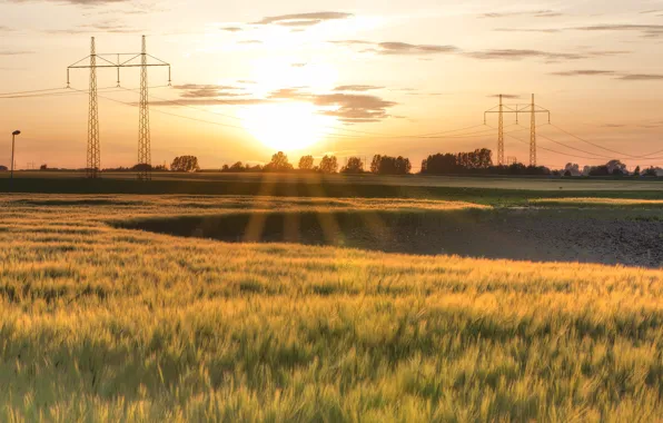 Field, the sky, the sun, clouds, trees, sunset, wire, the evening