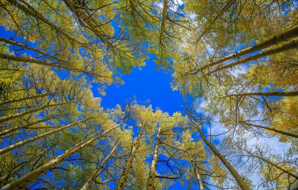 Autumn, the sky, trees, Colorado, USA, aspen, Aspen