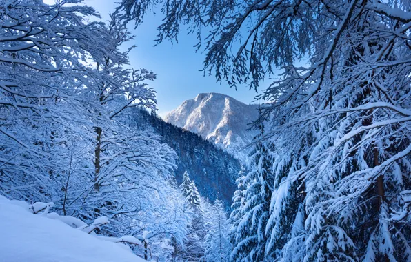 Picture winter, forest, snow, trees, mountains, branches, Austria, Alps