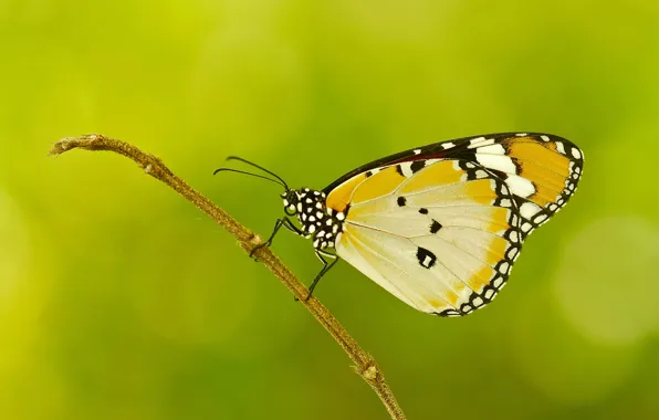 Picture sprig, pattern, butterfly, plant, wings, moth