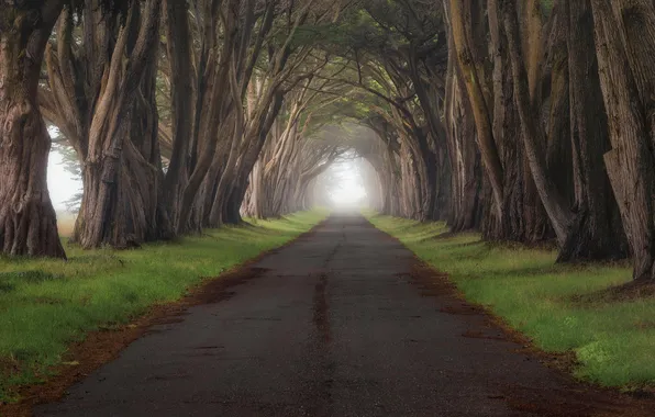 Picture road, grass, trees, fog, CA, the tunnel, Point Reyes