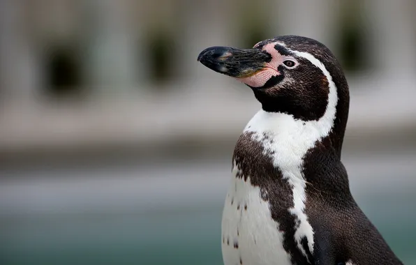 Bird, penguin, proud