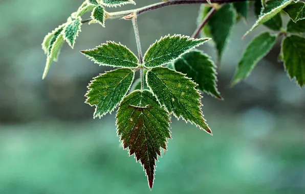 Leaves, background, branch